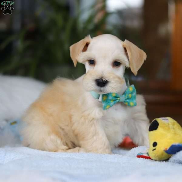 Buddy, Miniature Schnauzer Puppy